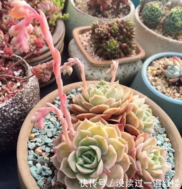 烦恼多肉开花该不该留?搞清楚“为什么”,想留就留、想剪就剪