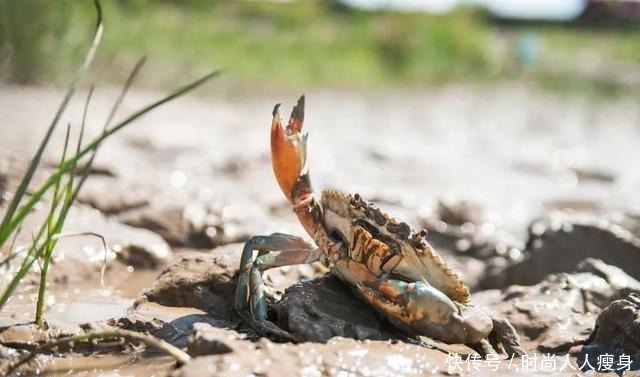 在三门“舞爪横行”的青蟹,到了最好吃的时候啦