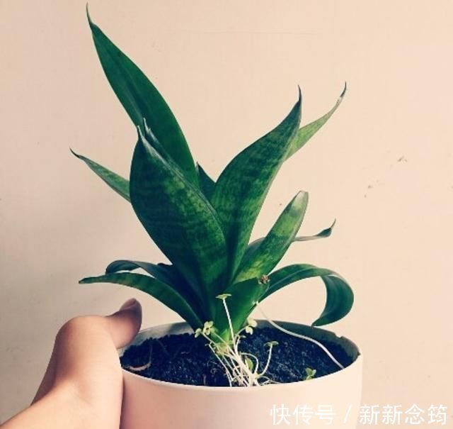 这“3种花”，“病菌”全都怕，养一盆在家，大人孩子少生病