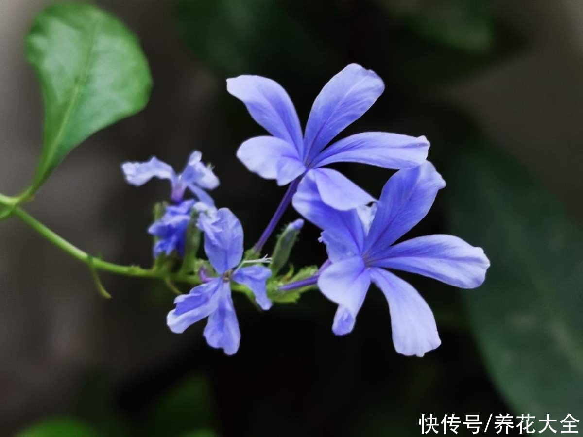 夏天|3种花特喜欢太阳，夏天晒晒长得旺，开花多多