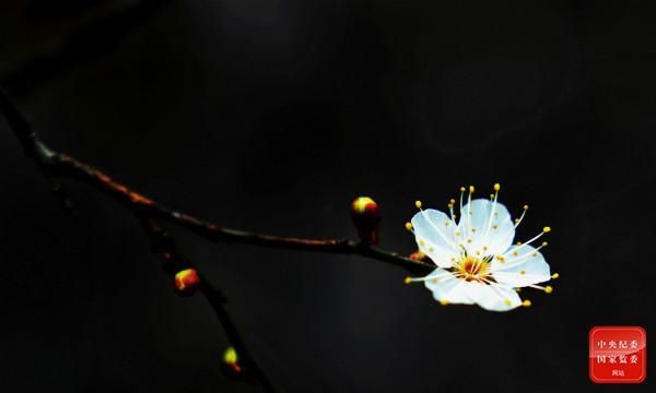 著花|镜头｜寒梅著花未