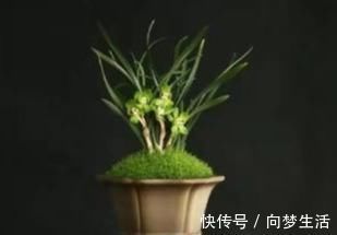 兰中皇后,“色”、“香”、“型”三美汇聚一身,是兰中佳品