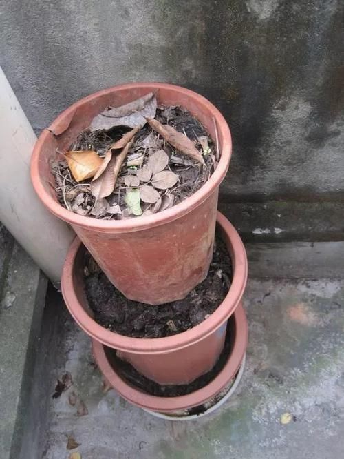 内脏|冬天养花埋点它，开春就疯长，1年不施肥一样绿油油！