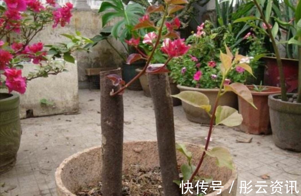 切口处|扦插花卉,总是不生根,大多是3个方面没做好