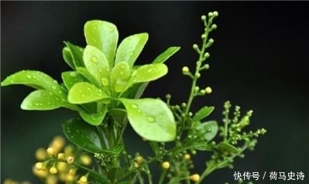 浇水|这种植物,有兰花的香气,树的气质,还比兰花好养,一开就半年!