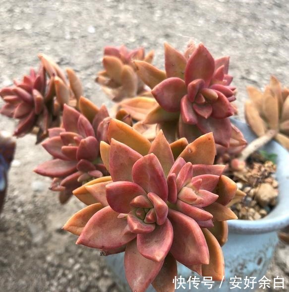 露养2年的姬胧月,不露养不知道,露养后才知道姬胧月可以这么美!