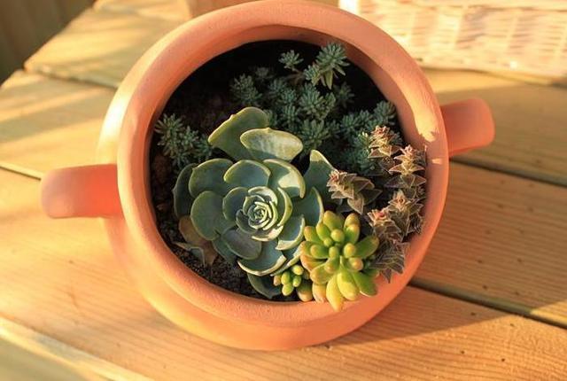 不小心打碎了花盆,捡起来,种上多肉植物,变成漂亮的盆景!