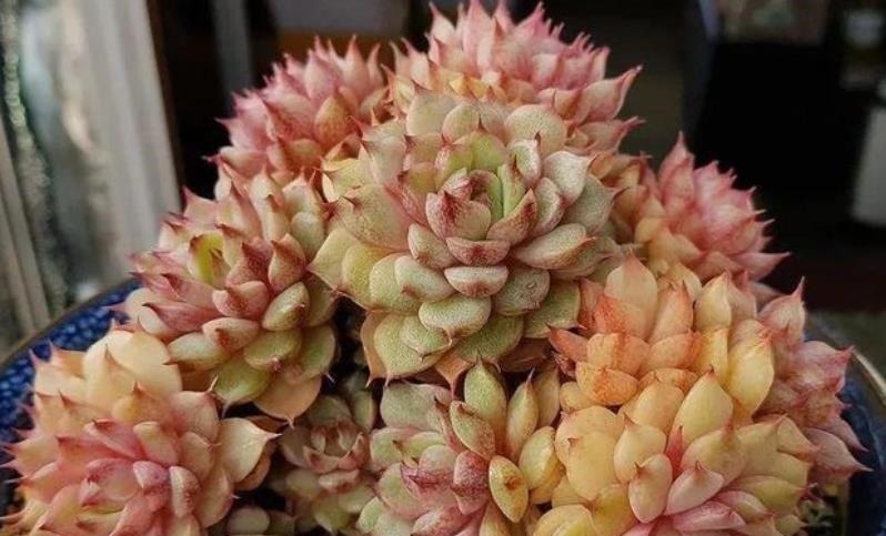 养了2年的多肉不见长?老花匠教你一招,掌握了轻松养出肉墩子