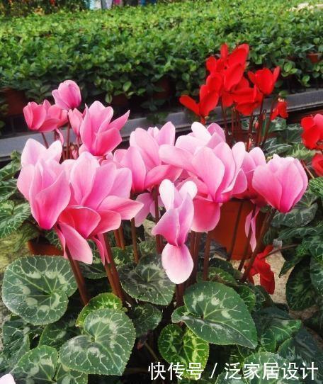 叶片怕水的6种花，浇水最好直接“灌”，不然黄叶、烂心又黑腐