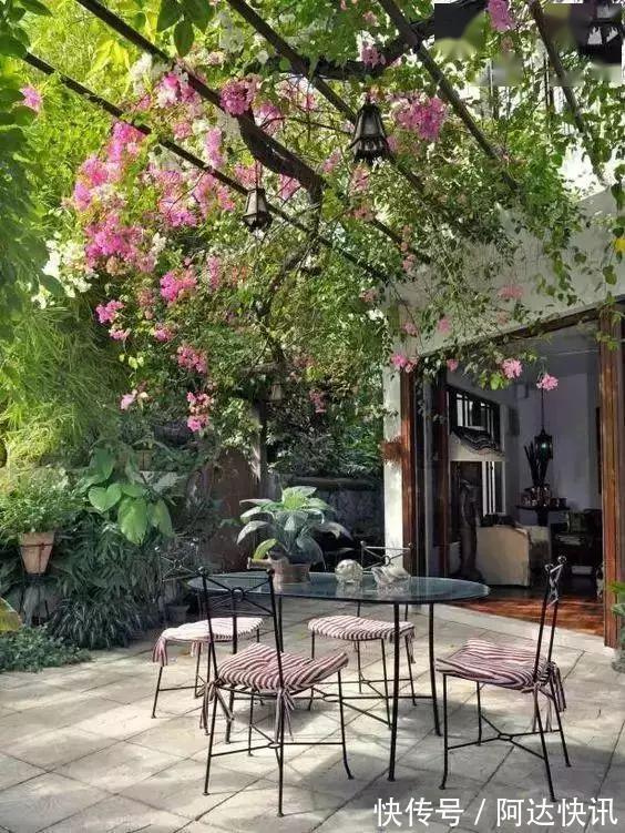 罗汉松|6种“吉祥树”,有地方建议种一棵,能吃能观赏,旺财镇宅样样行