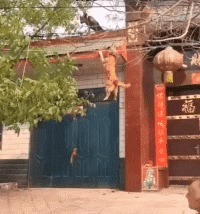 |搞笑GIF：逛街遇到的妹子，个子这么高我该怎么搭讪啊