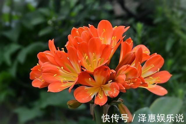 干尖|这3种花养久了要“换盆”，老根旧根修剪掉，干尖黄叶都不来