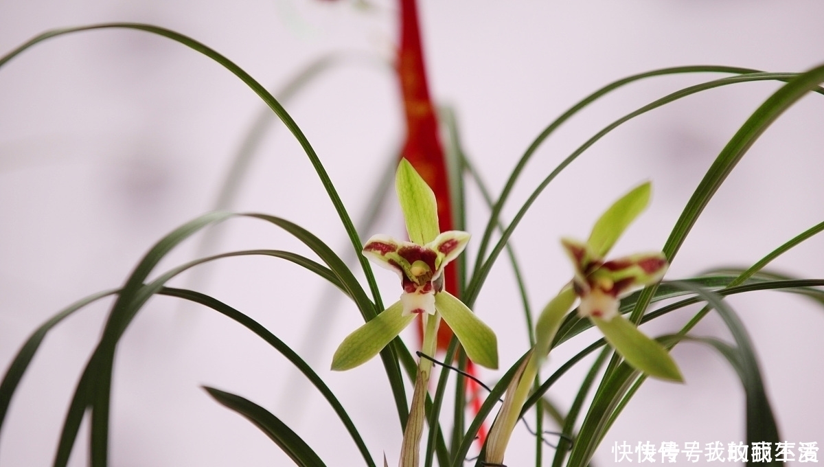 香蕉皮|肉根不发达,就要多施钾兰花根系不发达,常用3种天然钾肥