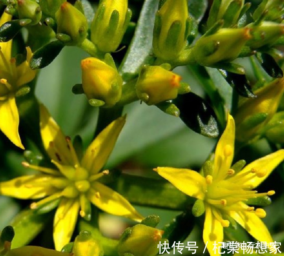 养心|农村种植一”蔬菜“,形似”多肉“,不仅古老而珍贵,还营养丰富