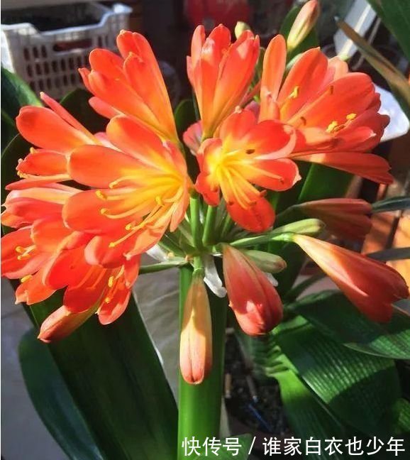 越来越多人养4种花，镇宅又招财，寓意吉祥，旺财运！