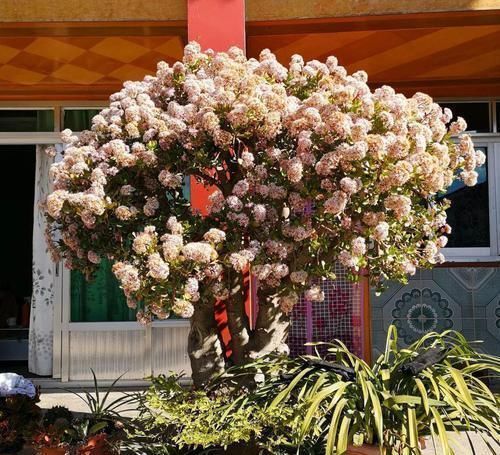 养了20年的玉树,杆子比大腿还粗,满树白花跟下雪了一样