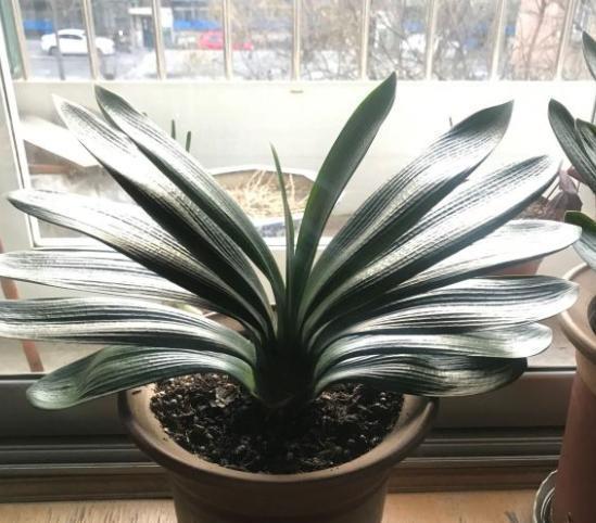 叶片|君子兰摆放,大有“讲究”,3个位置坚决不能放,歪七扭八太难看