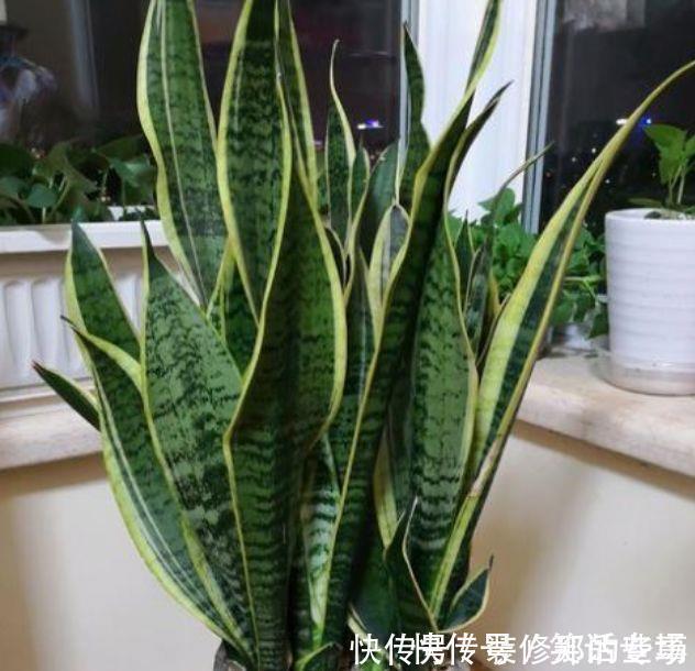 客厅就4种花,一年到头开不停,漂亮大气,富贵满满!