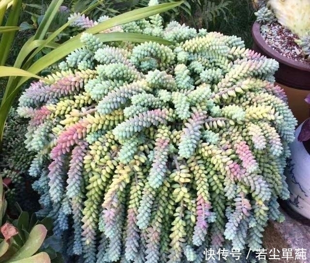地方|10款能吊起来养的多肉,一个比一个美,还不占地方