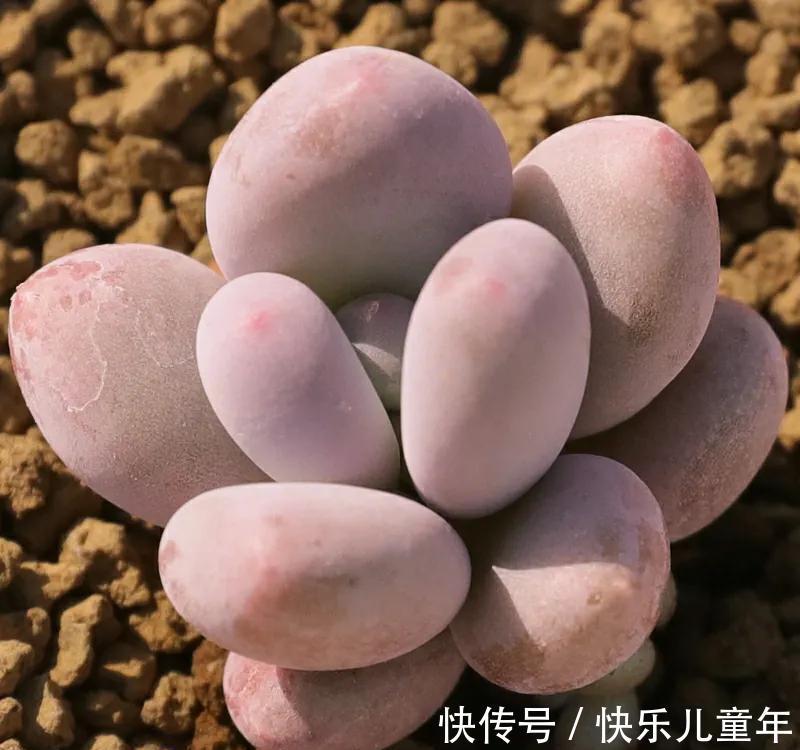 懒人才适合养多肉，别不相信，现实往往很扎心