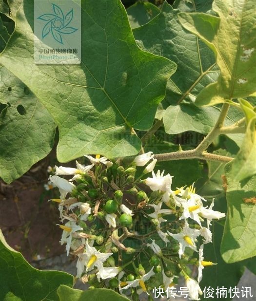 水茄|水茄,见过吗可用于跌打瘀痛,腰肌劳损,胃痛,牙痛