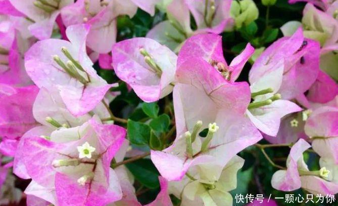 4种花是花中劳模,开花不断,花期长达200天,阳台养出小花园