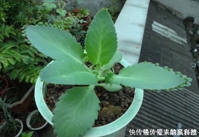 在家种植落地生根,你没有听错,这就是一个美丽的盆栽