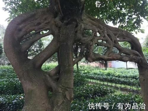 盆景各式各样,叫法各有不同,基础的13种式样,你见过几种