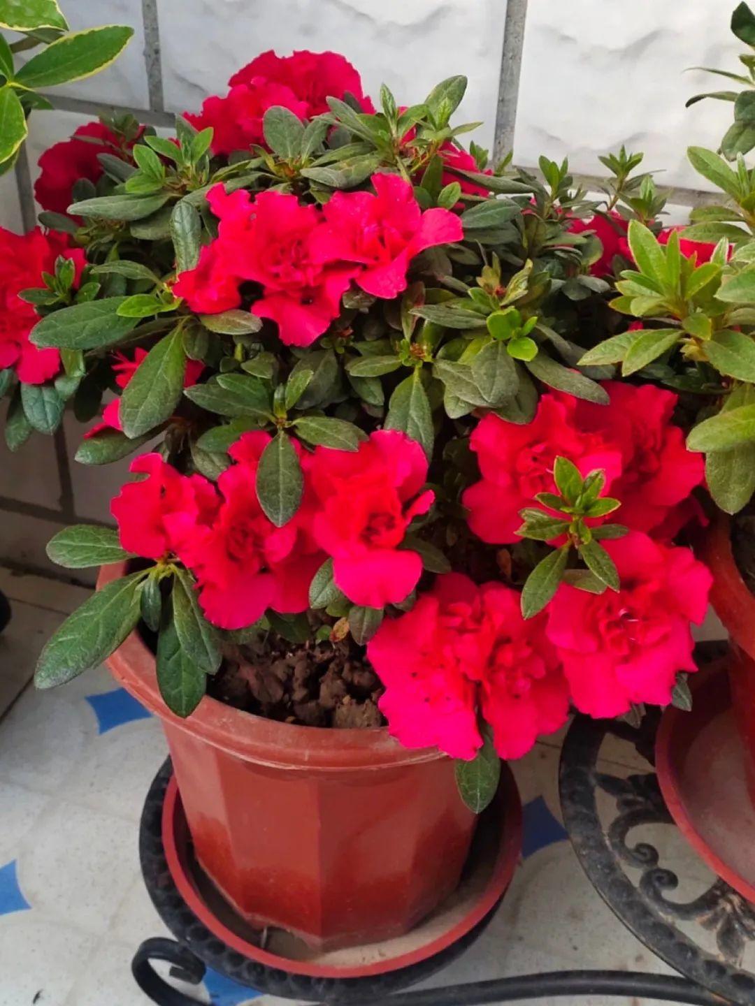 长寿花|9月后就养这些花，比绿萝好养，疯狂开花到明年！