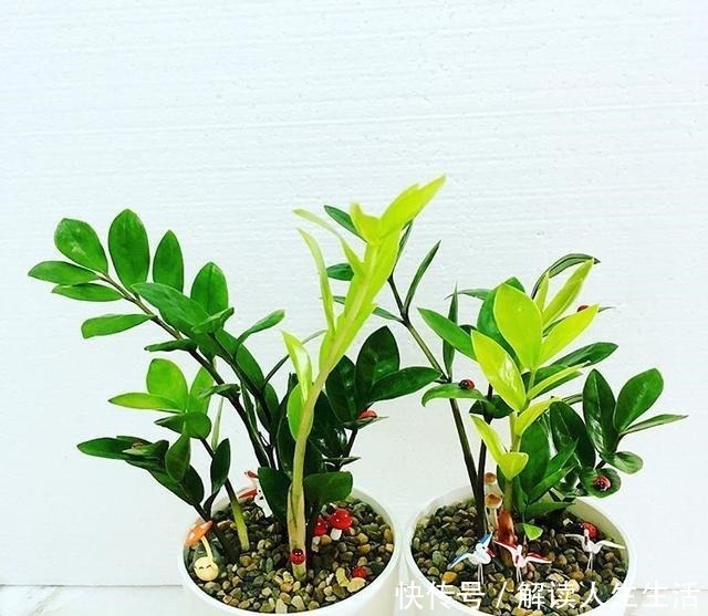 植物|养花13年,总结“6个”养花入门要点,三分钟看懂,养啥花都活!
