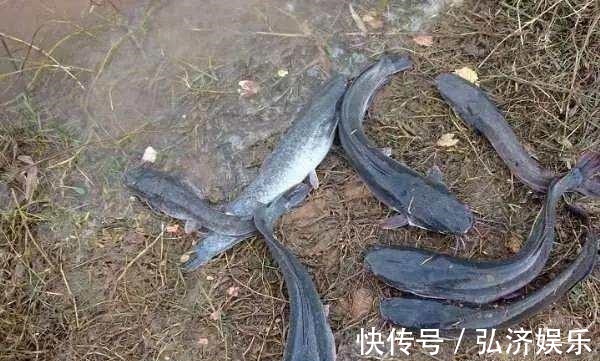 南方鱼，味道鲜美营养高，5元一斤没人买，当地人才爱吃