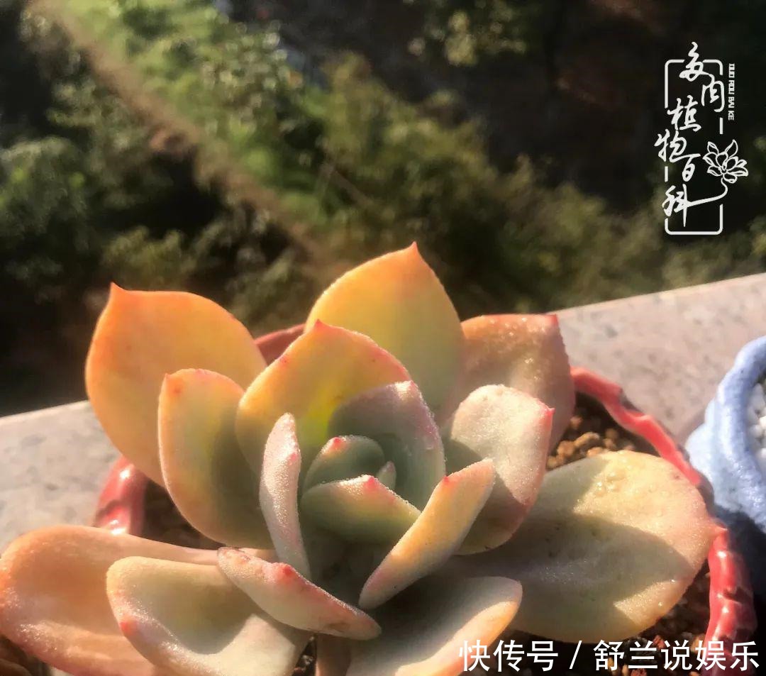 楼顶的多肉,让我的生活无意间打开了一个新世界!