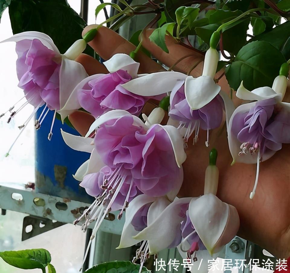 浇水|6种花,最怕热,30度就黄叶,再乱浇水,容易“烂根”