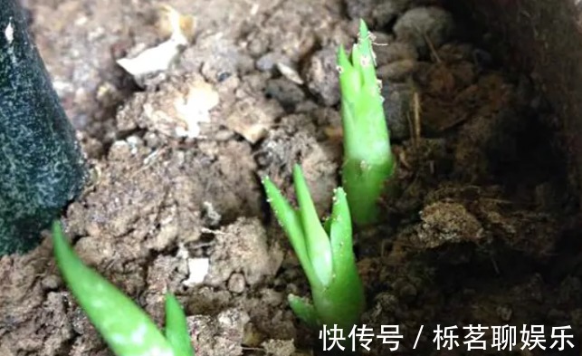 蛋壳|老妈在盆里埋点料,虎皮兰吃了一夜冒10个芽,花盆都炸了!