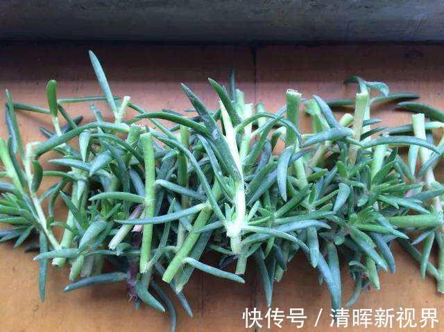 扦插|种了太阳花，试试扦插，一棵种出30棵，一盆开花几十朵，美极了！