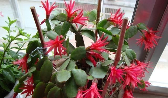 给蟹爪兰浇水，没抓住“关键点”，蟹爪兰养不好，浇了也“白浇”