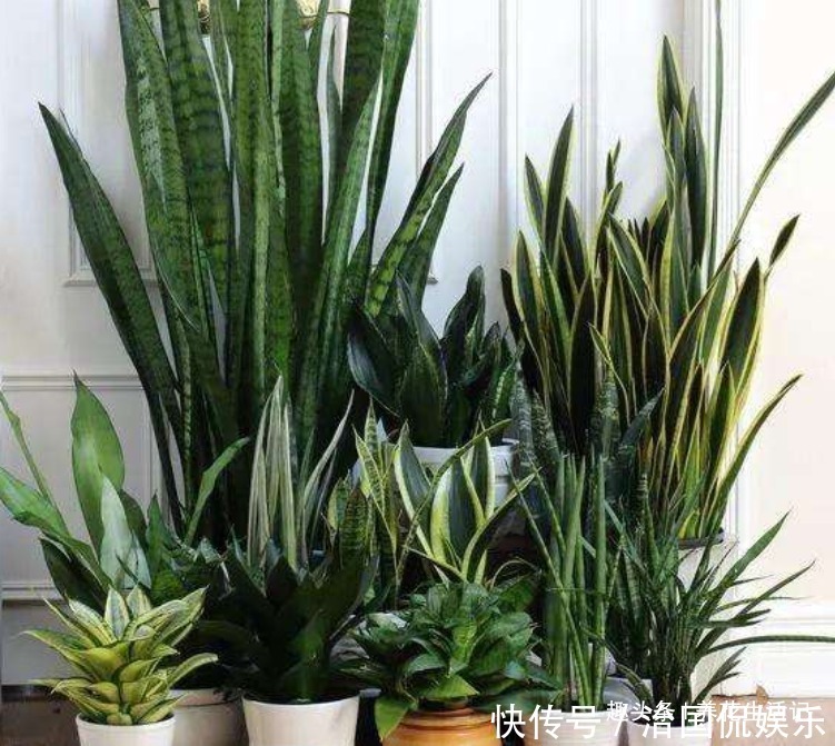 土壤|养虎皮兰不见长,用好“3个”小妙招,不久就“长高高”爆小芽!