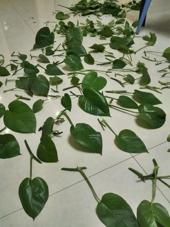 秋天|绿萝君子兰烂心叶黄，“剃个头”新芽直冒，呼呼爆盆！