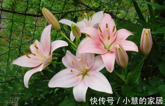 贝拉|家里有院子，建议养这5种花，高级的私家花园至少养一种