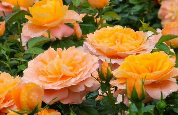 几款花卉颜值超高的,好养易爆盆,楚楚动人,看一眼就难忘