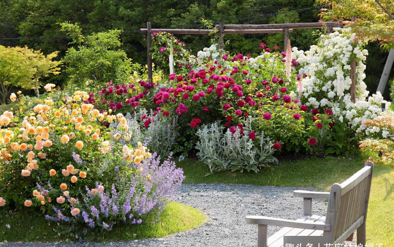 一个家里能栽得下去多少品种的月季？朋友家的小花园告诉你