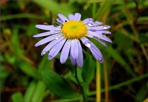 满枝|养花试试这几款，繁花满枝，常年艳丽，一年四季都可花开不绝