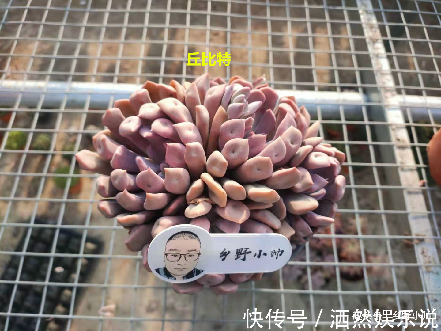 肉肉|多肉迟迟不长新根，有以下4个原因造成，看完长知识了