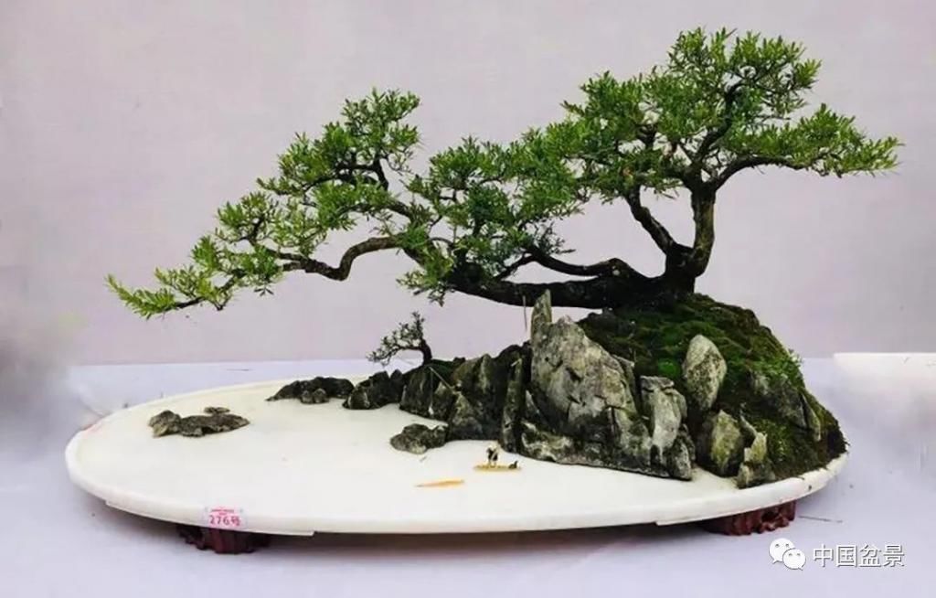  制作|盆景制作中的气、势、神、韵如何表现！静态和动态相结合是精髓