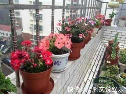 阳台|盘点不能“养”的花,一不小心就爆盆,长满整个阳台,花盆不够用