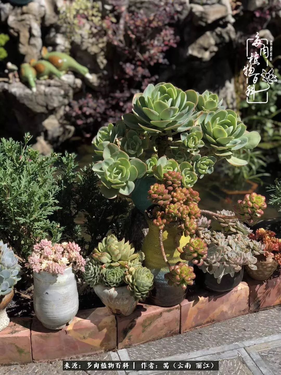 一年四季不同景,一院多肉陪我后半生!