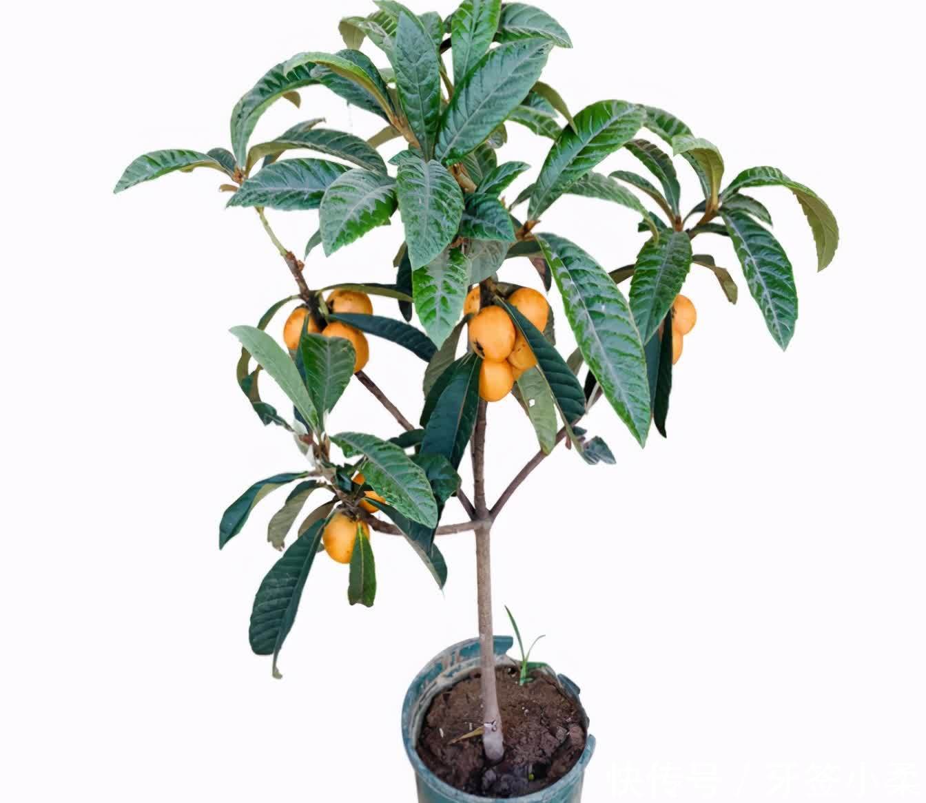 家里有院子，4种果树别嫌弃，好看好养活，比养花强