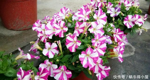 超简单的矮牵牛花暴盆方法,新手也能轻松暴盆