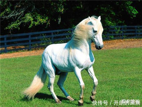 中国历史上的6匹名马,除了项羽的乌骓,另外