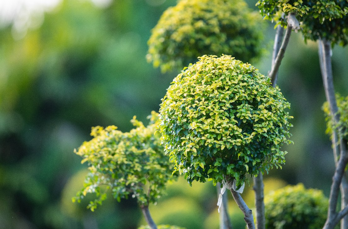 挚爱|儿童友好型花园！深圳簕杜鹃花展罗湖建“挚爱之歌”展区